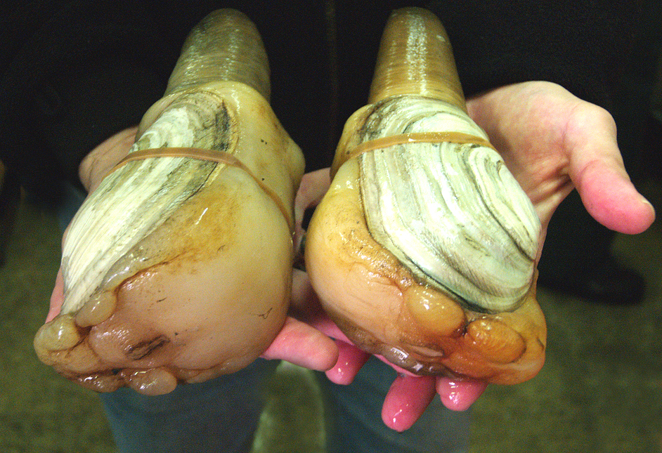 caption: Geoduck farming is causing some concern from locals and environmental groups.