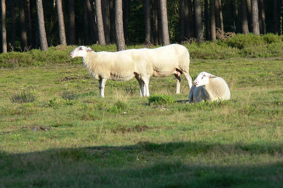 caption: One sheep with six legs, or two sheep with eight legs? What about the poor sheep laying on the grass?