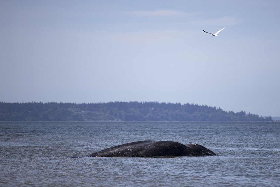 caption: A dead gray whale is shown along the beach near Harborview Park on Monday, May 6, 2019, in Everett. 