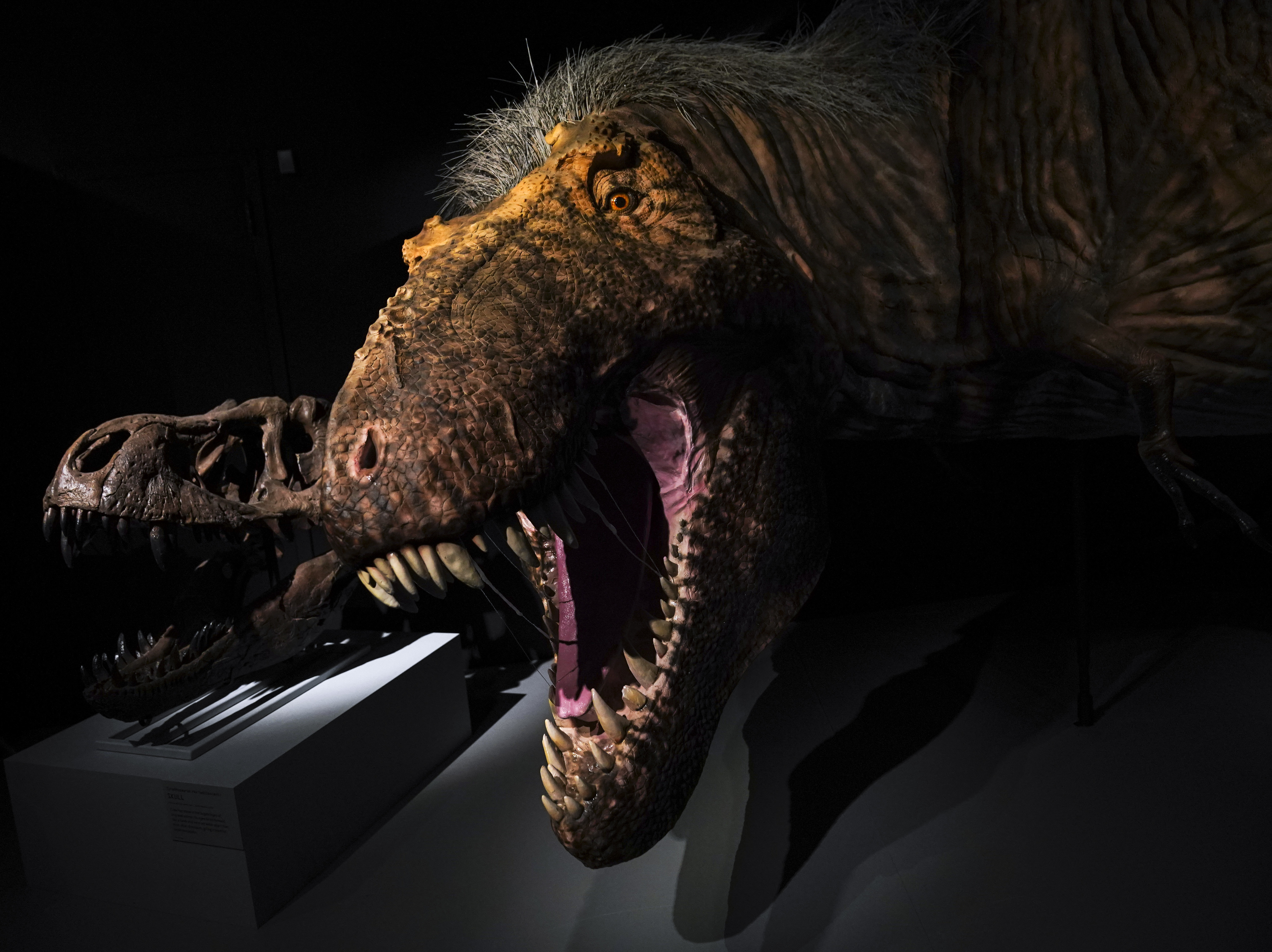 caption: A model of a feathered Tyrannosaurus rex at the American Museum of Natural History in 2019 in New York City. <em>All Things Considered</em> is making amends for its lack of dinosaur coverage.