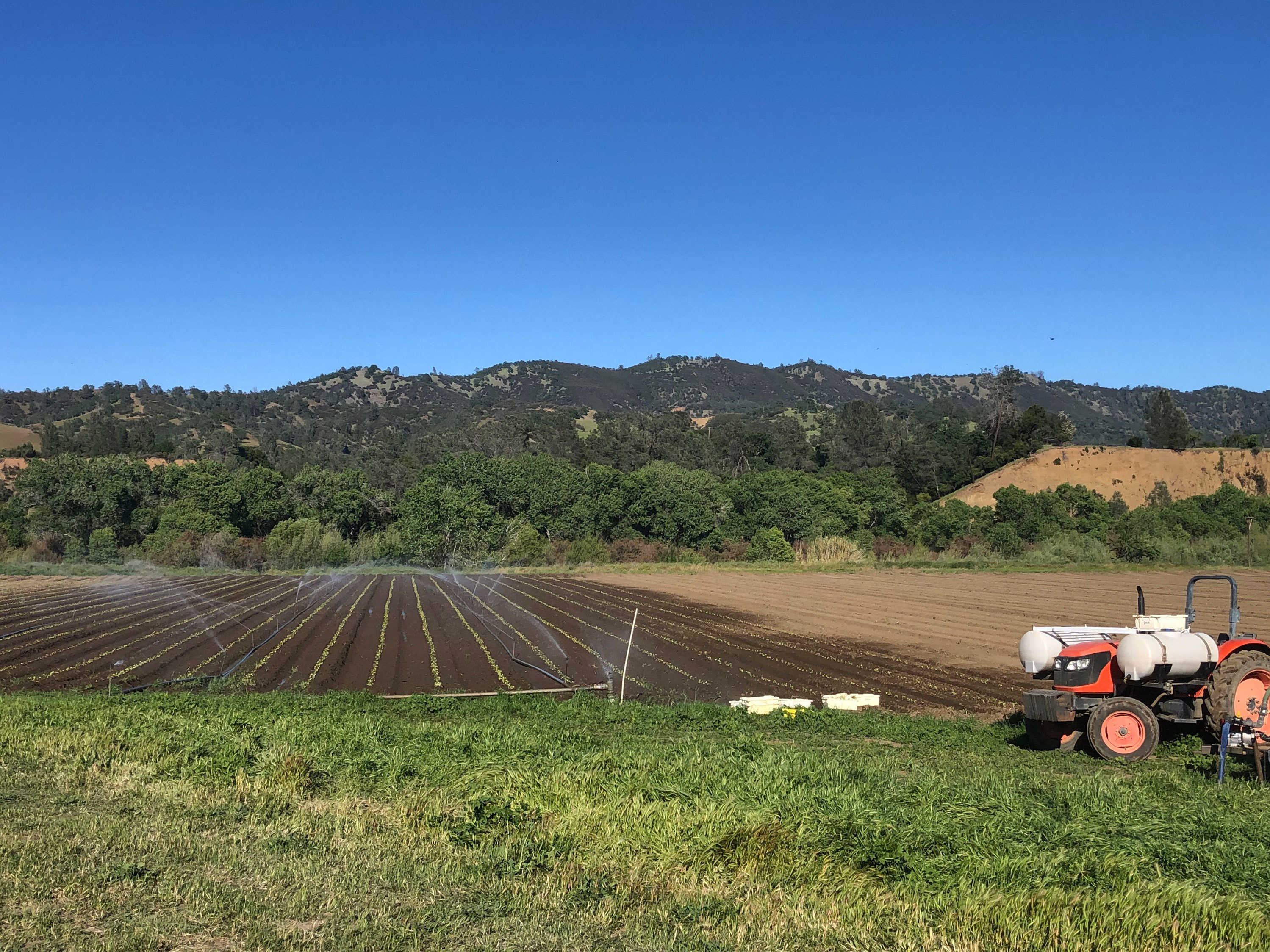 caption: Full Belly Farm, a 450-acre, organic farm, in California's Capay Valley northwest of Sacramento, is busier than ever trying to ramp up production to meet soaring demand.