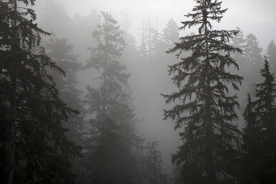 caption: Trees are shown through fog on Friday, April 5, 2019, in the Hoh Rainforest on the Olympic Peninsula.