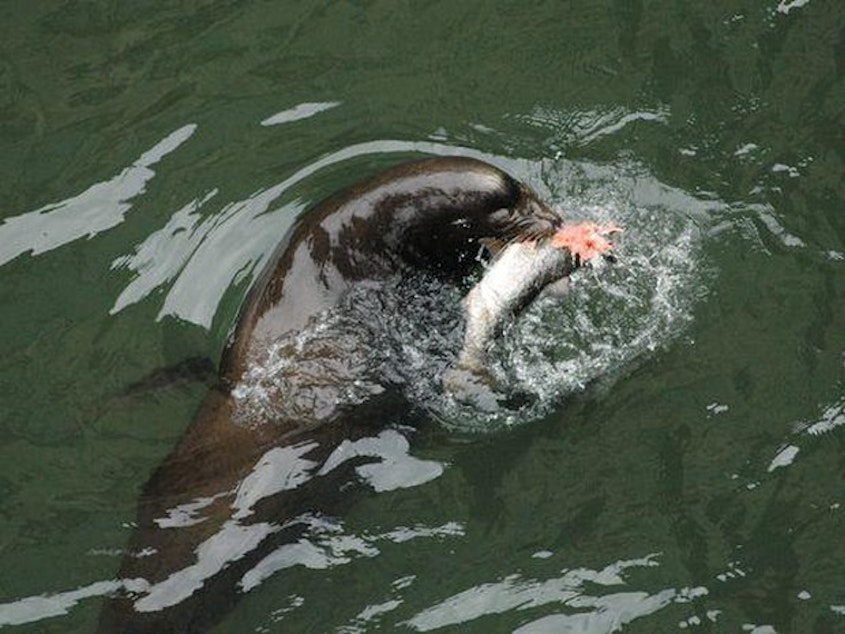caption: <p><span class="js-caption-wrapper"><span class="cutline js-caption">Sea lions have been eating steelhead and other fish at Willamette Falls in ever greater numbers.</span></span></p>