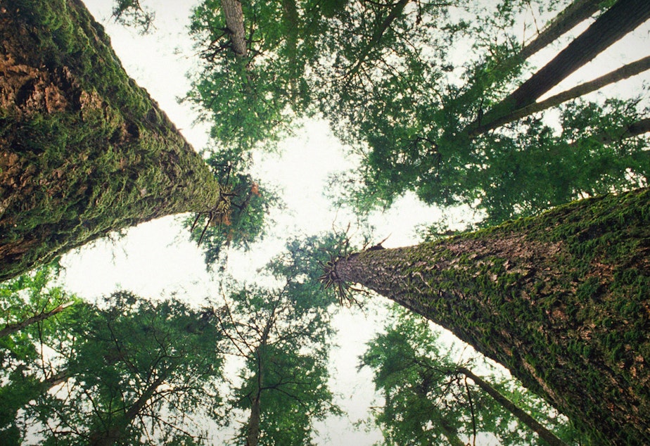 British Columbia Forest