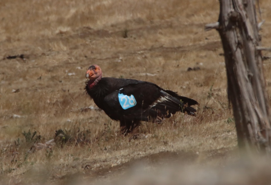 caption: California Condor 28 at Bittercreek Refuge. Each member of the condor population is number to track them. 