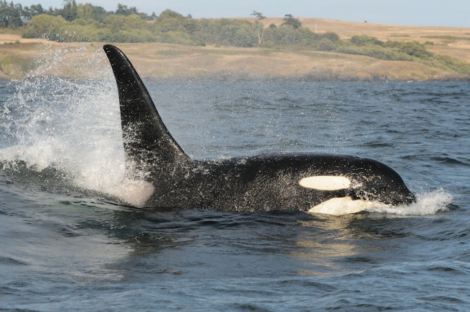 caption: Orca L92, now presumed dead, off San Juan Island in 2015