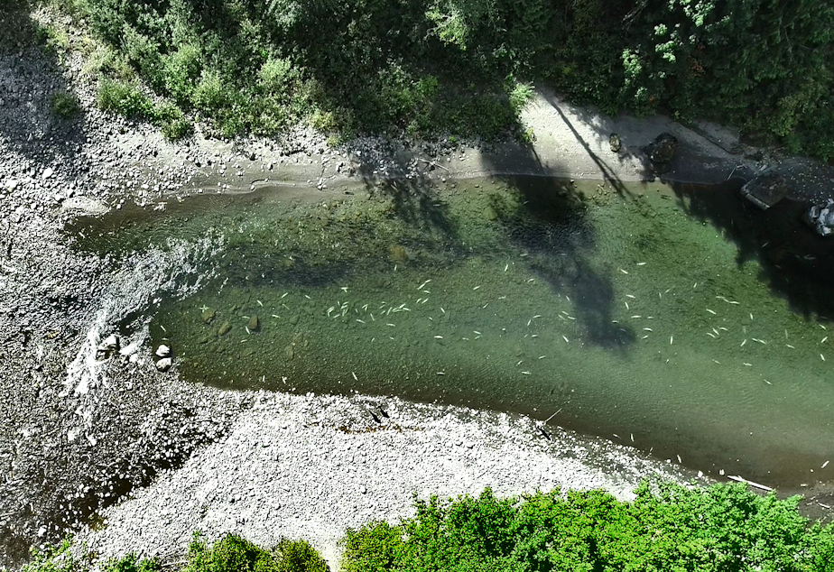 caption: Resembling grains of rice in this drone photo, carcasses of Chinook salmon litter the bottom the South Fork Nooksack River on Sept. 9.