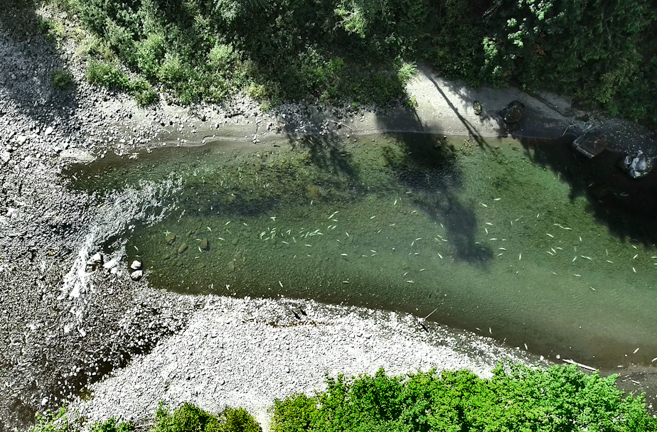 caption: Resembling grains of rice in this drone photo, carcasses of Chinook salmon litter the bottom the South Fork Nooksack River on Sept. 9, 2021.