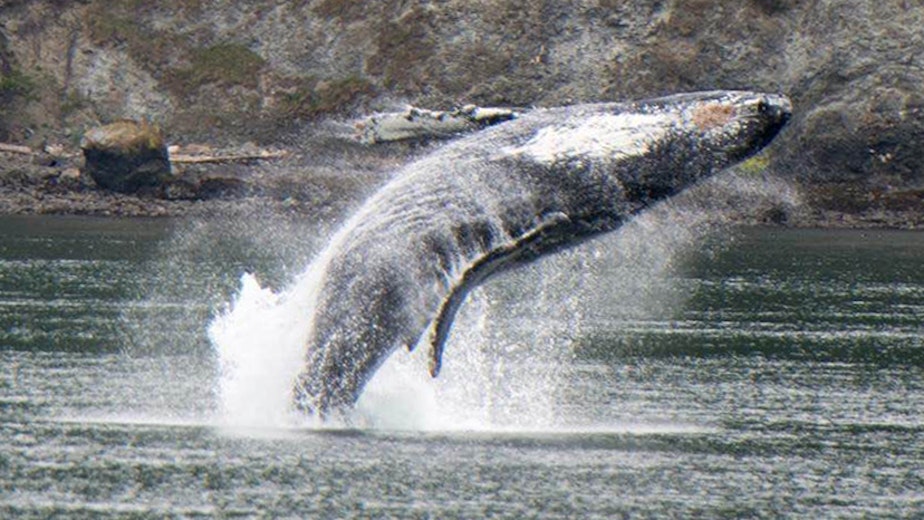 caption: This humpback whale breached off Strawberry Island in the San Juan Islands last year.