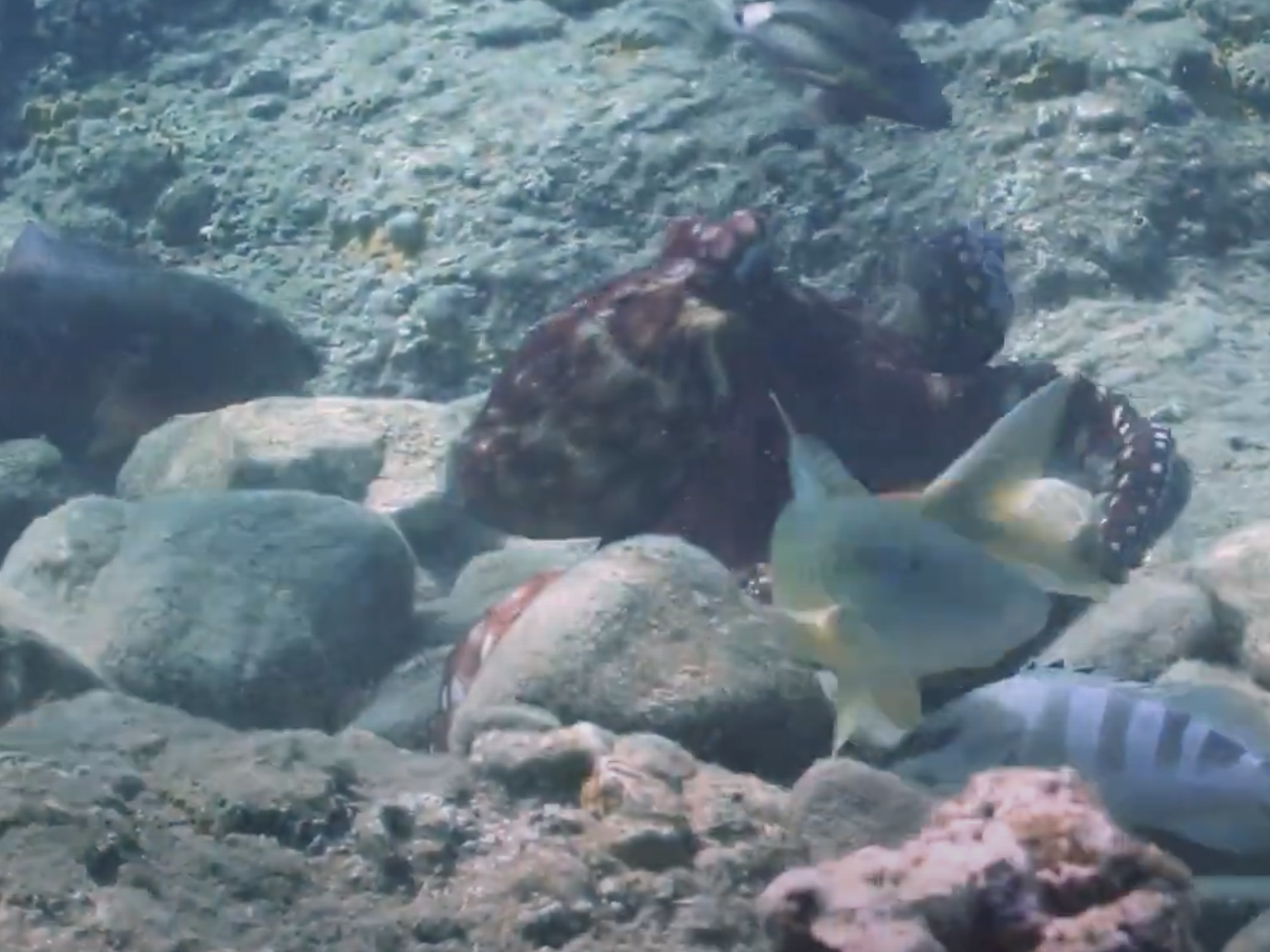 caption: Octopuses and fish hunt in groups, and octopuses have been observed striking fish who try to freeload.