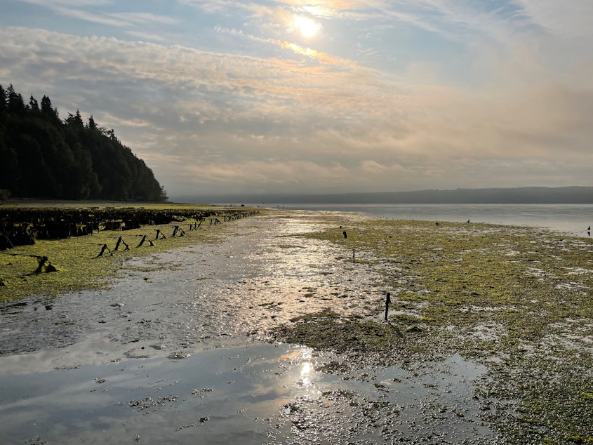 caption: Seaweed is a problem for shellfish growers. One UW project hopes to turn the nuisance seaweed, like this one at Baywater Shellfish in Hood Canal, into nutrients for farm soil.