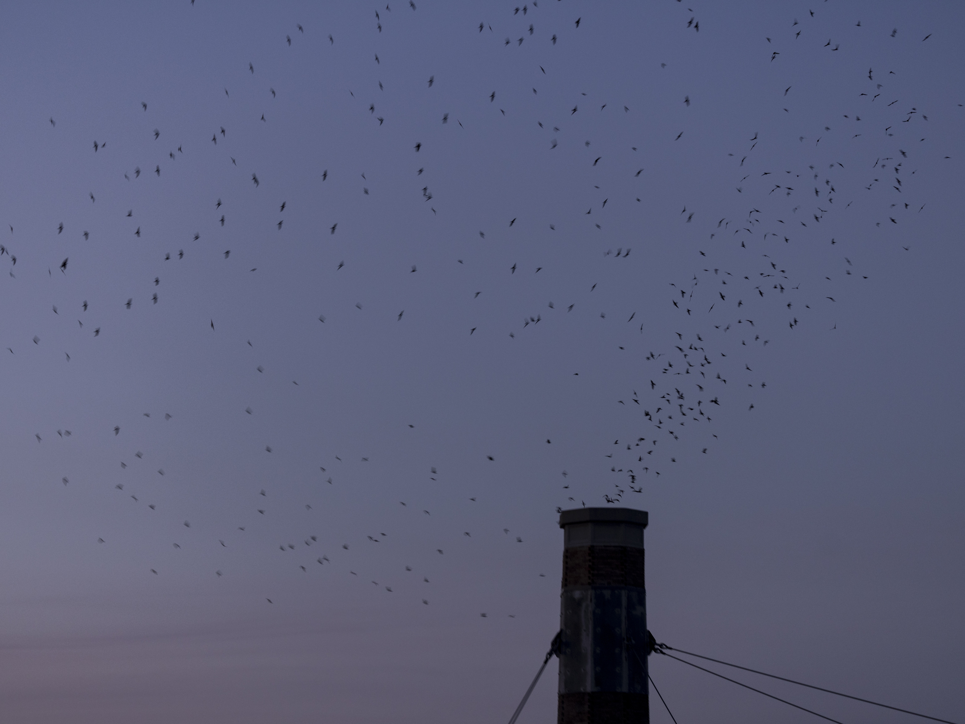 caption: Thousands of Vaux’s Swifts gather overhead as they prepare to roost for the night at Chapaman Elementary  in Portland, Oregon. During the month of September, migrating swifts often use chimneys as roosts and are likely to return to the same roost year after year.