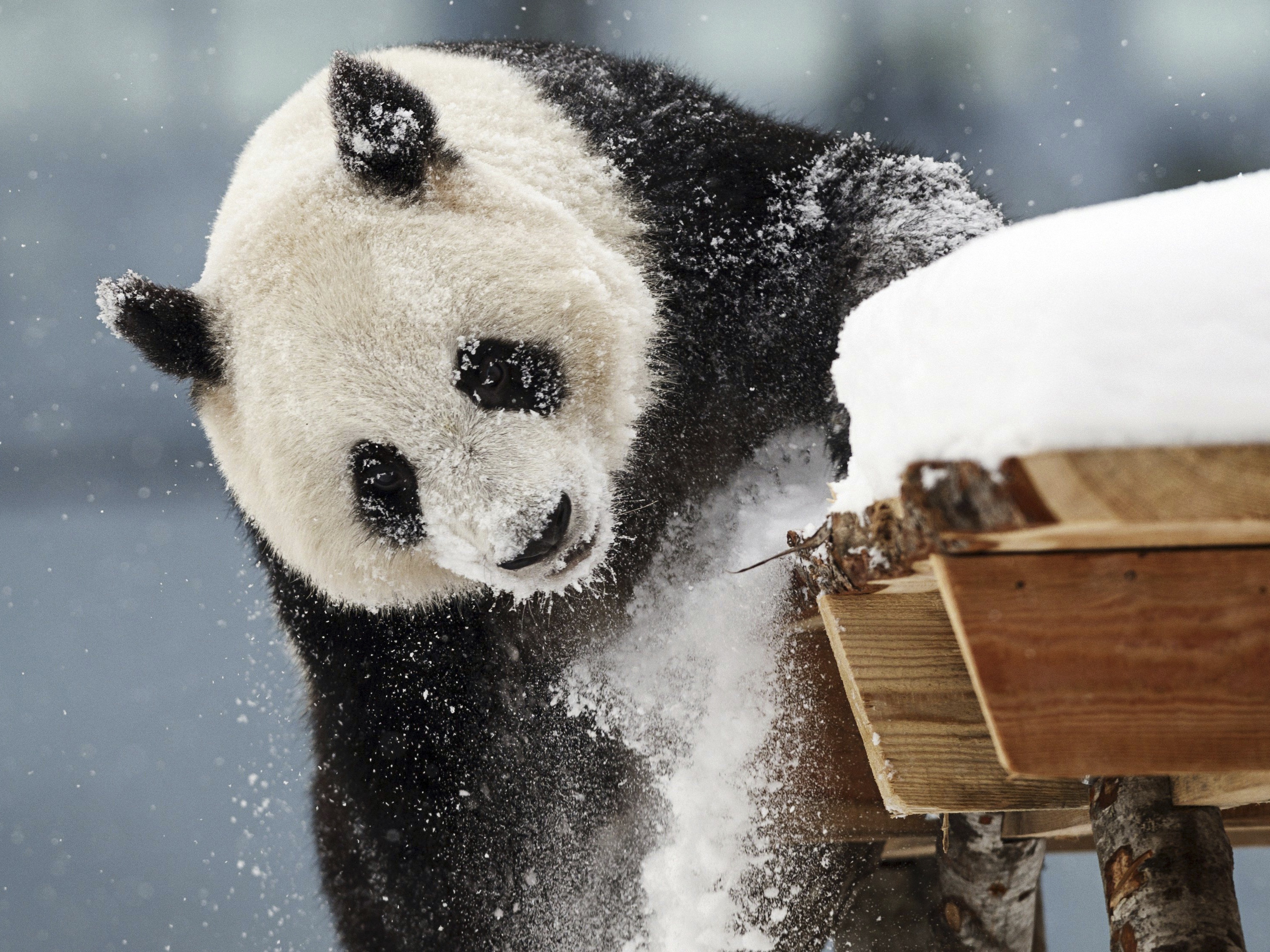 caption: Female panda Jin Bao Bao, named Lumi in Finnish, plays in the snow on the opening day of the Snowpanda Resort in Ahtari Zoo, in Ahtari, Finland, Saturday Feb. 17, 2018.