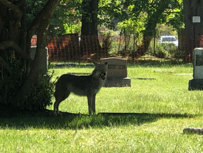 caption: A coyote at Crown Hill Cemetery in northwest Seattle in the summer of 2021. 