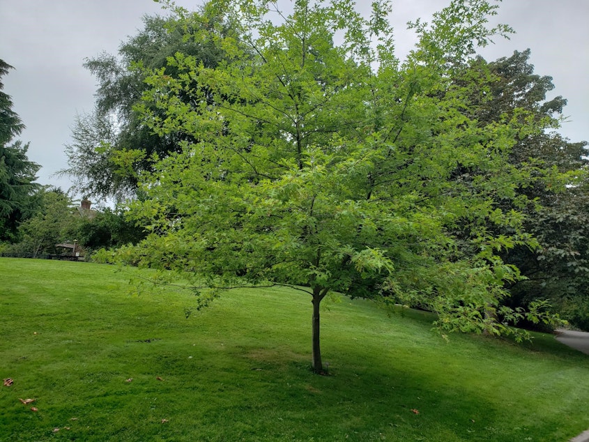 caption: California Buckeye tree at the Ballard Locks in Seattle. 

While no plants are completely fireproof, the California Buckeye is a good choice if you're looking to create a firewise landscape.  This tree also acts as a soil binder, which prevents erosion in hilly regions. 