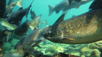 caption: <p>In one of the most surprising relationships, salmon and other fish also benefit from regular fire on the land.</p>