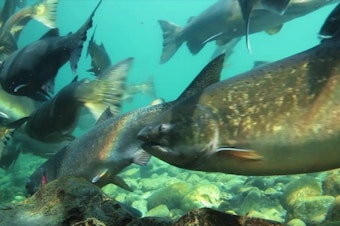 caption: <p>In one of the most surprising relationships, salmon and other fish also benefit from regular fire on the land.</p>