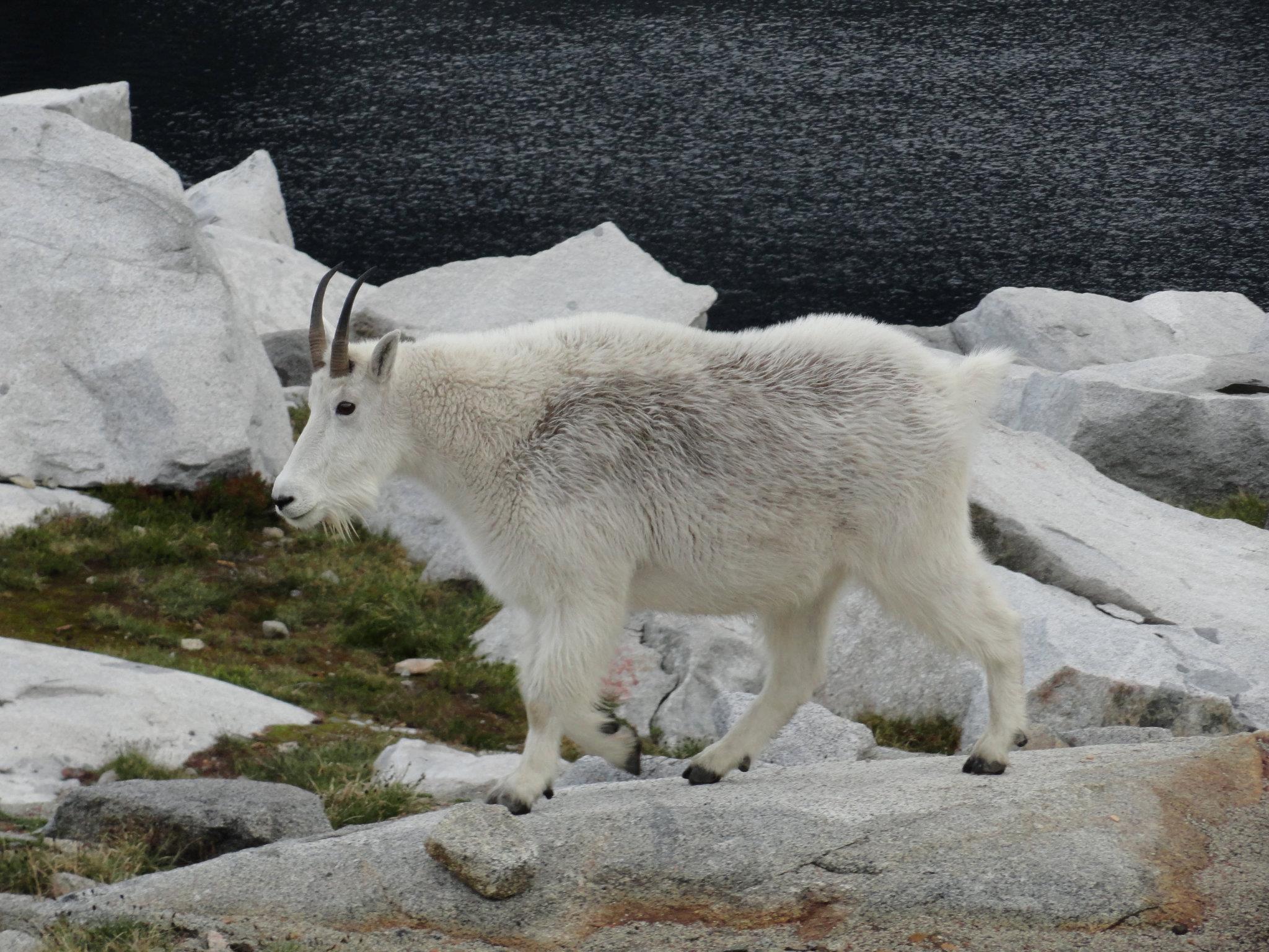 caption: A mountain goat in the Robin Lakes Wilderness in the Cascade Mountains. 