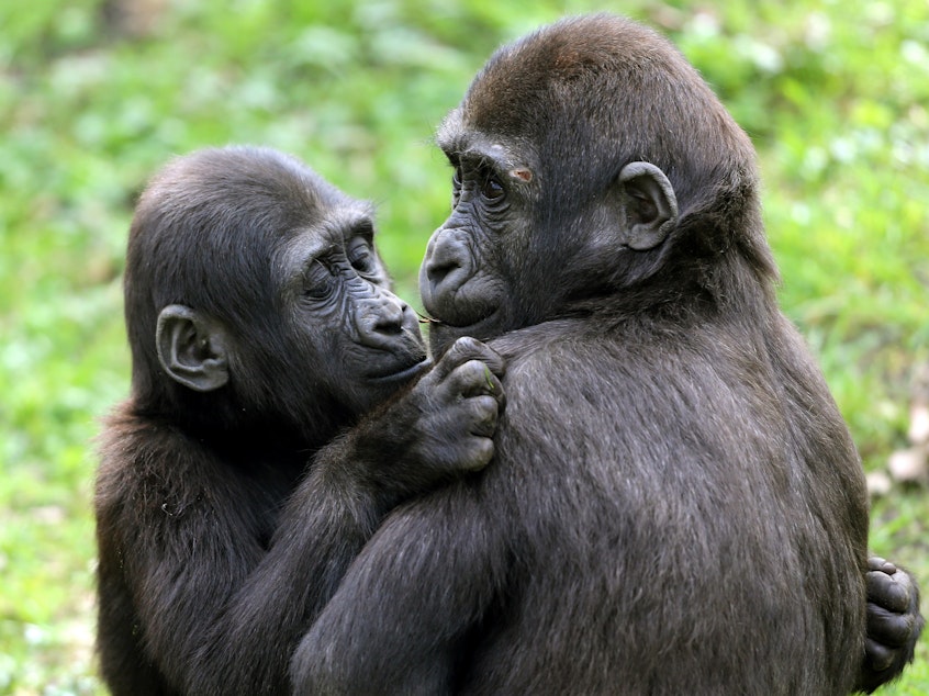caption: Lowland gorillas Jamila (L) and Suwedi cuddle in their enclosure at the zoo in Duisburg, western Germany.