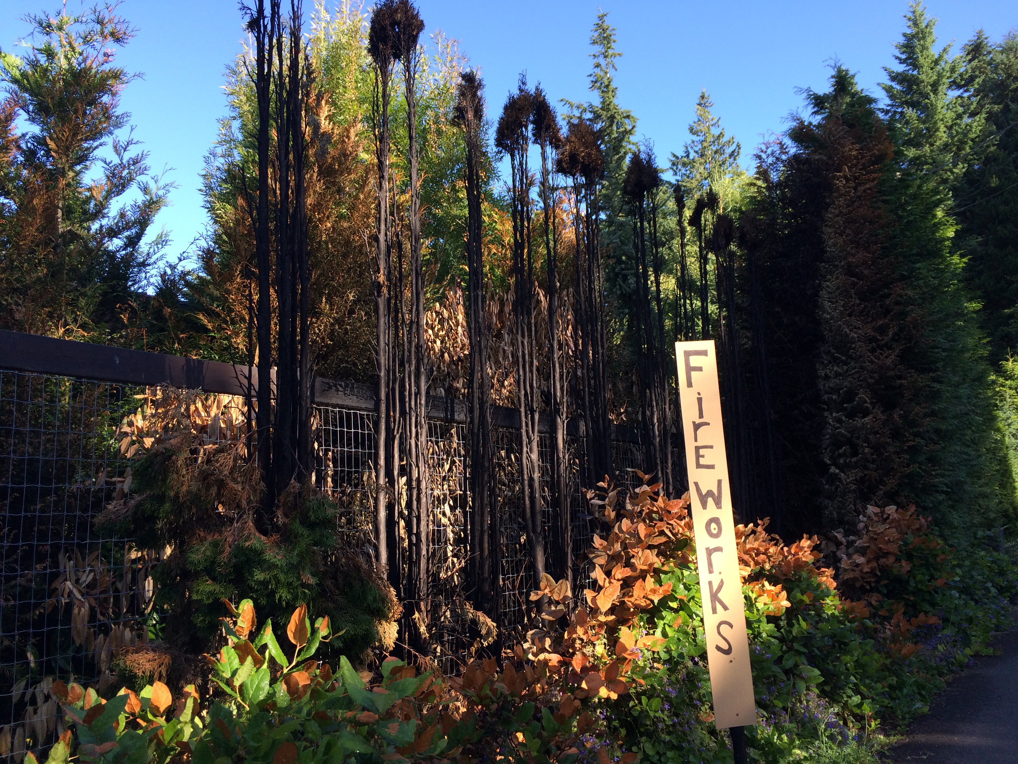 caption: Burned cedars and salal at a property in Woodway, Washington, which has had a ban on fireworks for years. 