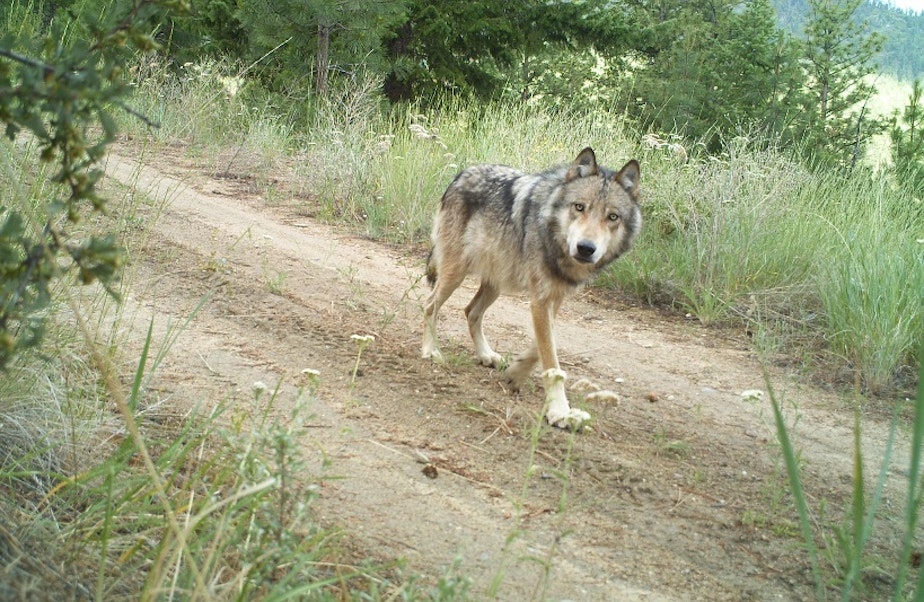 caption: A gray wolf trots along a road in Washington state.