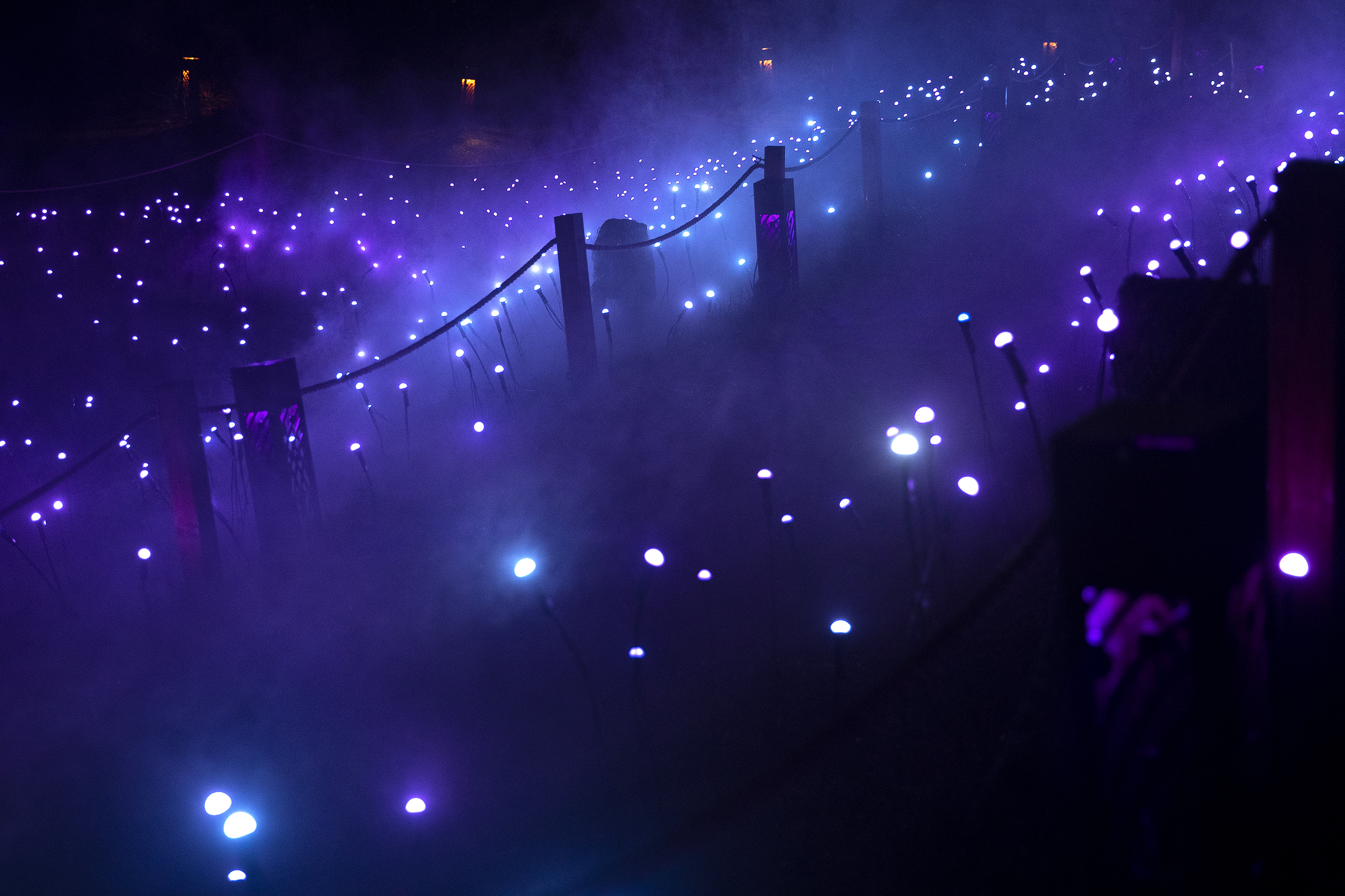 KUOW - PHOTOS: A celestial night walk in West Seattle