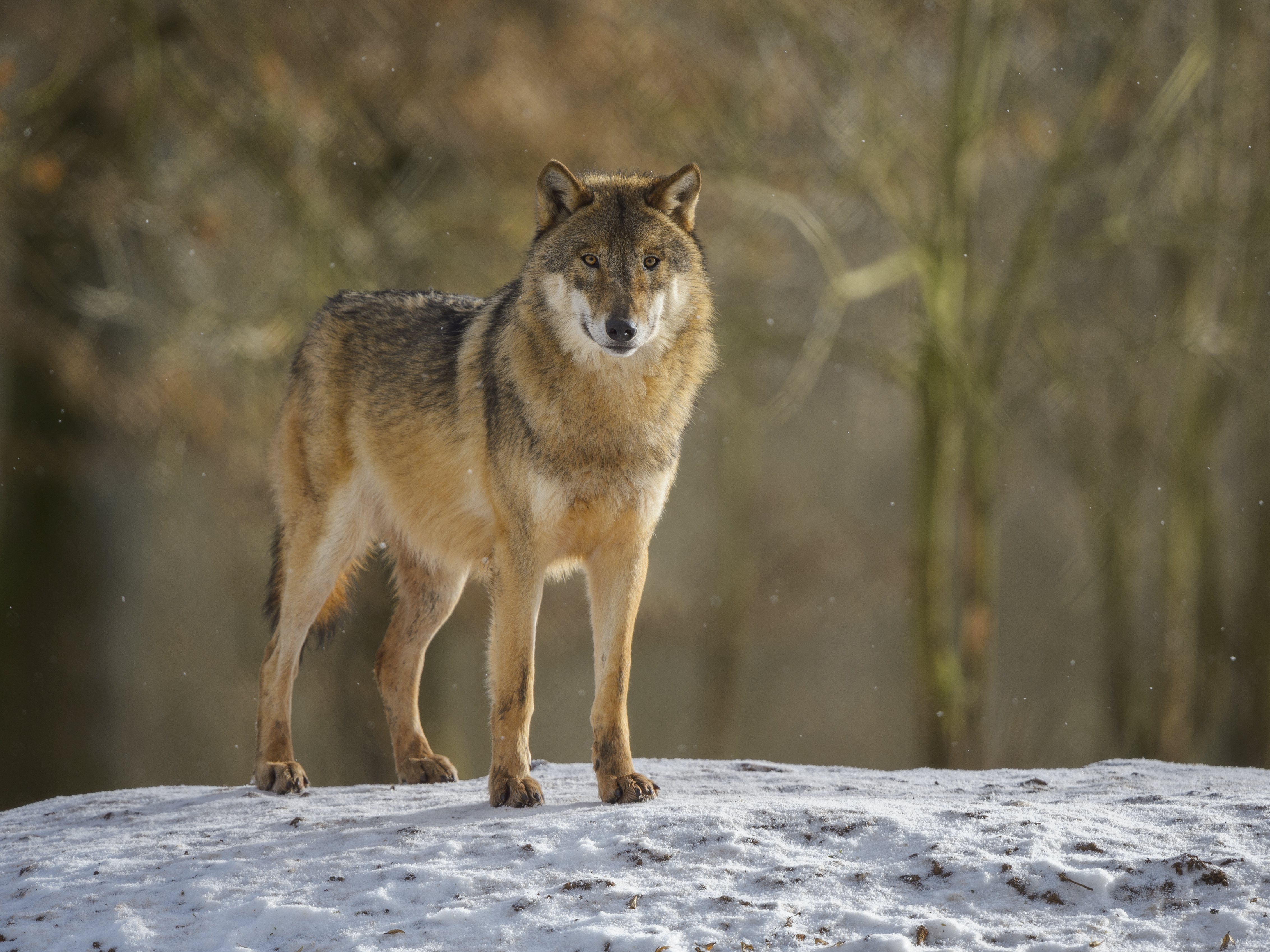 caption: As wolf populations have rebounded in parts of the Western U.S., states have approved hunting seasons to reduce their numbers and limit human-wildlife conflict. <br>