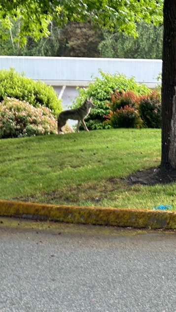 caption: A coyote seen in Queen Anne shortly after Jayne Smith's cat was nearly eaten by one.