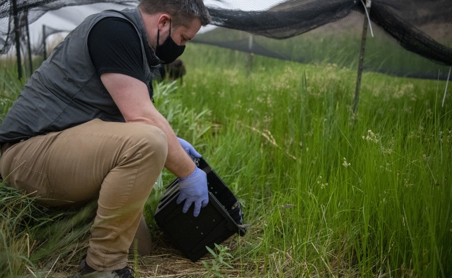 caption: Northwest Trek Curator Marc Heinzman releases the norther leopard frogs into a temporary net pen.