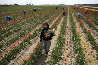 caption: Farmworker Carlos Vega carries an armful of tulips as the flowers are topped, on Tuesday, April 24, 2018, at one of RoozenGaarde's fields, near Mount Vernon. The tulips are topped in order to conserve the remaining energy for the bulbs. 