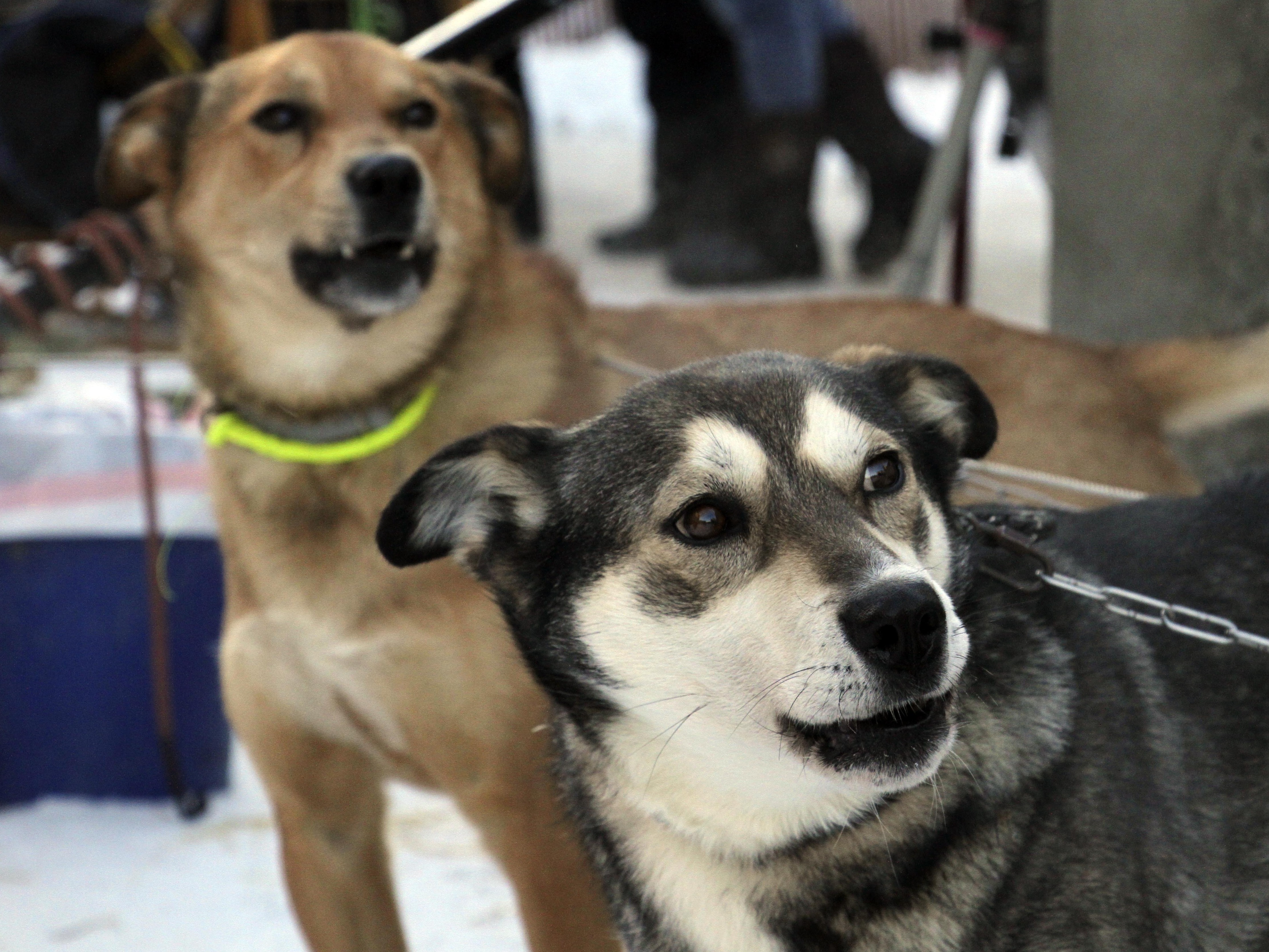 caption: Attentive sled dogs await the start of the Iditarod Trail Sled Dog Race's ceremonial start in downtown Anchorage, Alaska, on Saturday, March 4, 2023. The smallest field ever of only 33 mushers will start the competitive portion of the Iditarod Sunday, March 5, 2023, in Willow, Alaska.