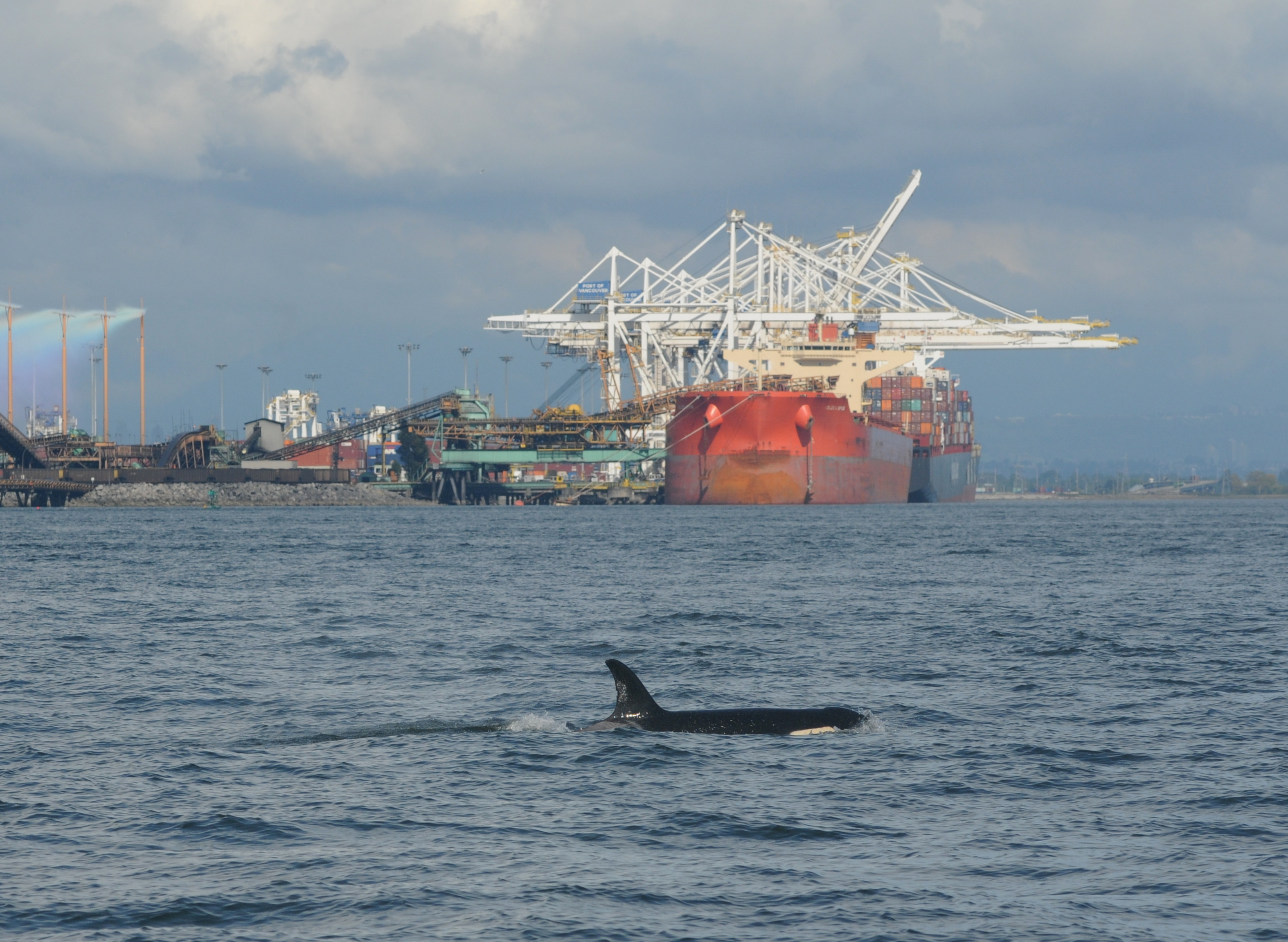 caption: Many captains of large commercial vessels agreed to slow down in a stretch of northern Puget Sound shipping lanes where endangered orcas are frequently seen in the fall.