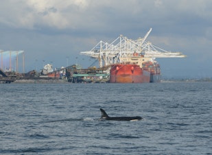 caption: Many captains of large commercial vessels agreed to slow down in a stretch of northern Puget Sound shipping lanes where endangered orcas are frequently seen in the fall.