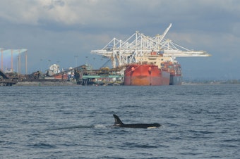 caption: Many captains of large commercial vessels agreed to slow down in a stretch of northern Puget Sound shipping lanes where endangered orcas are frequently seen in the fall.