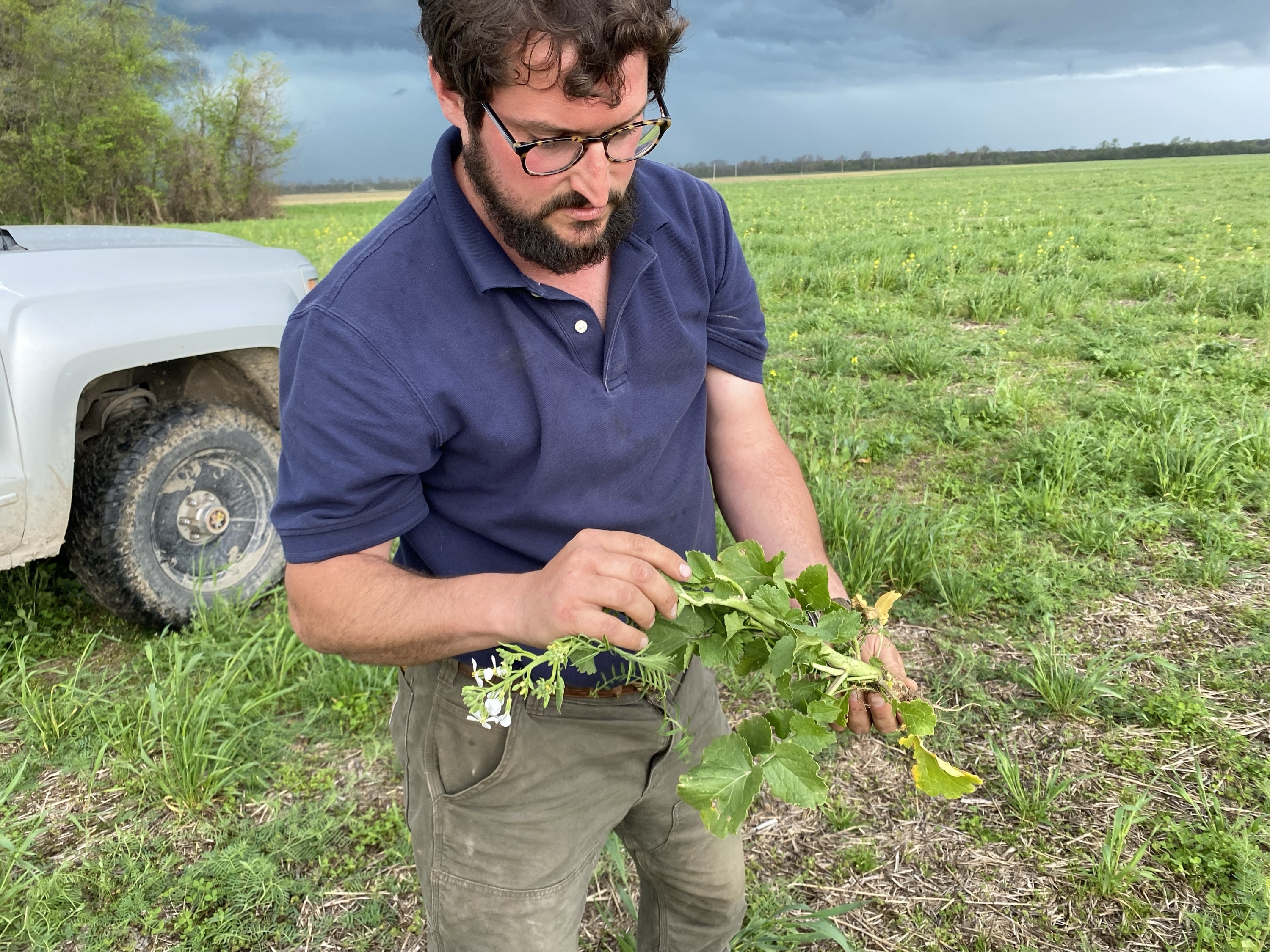 caption: Farmer Will Tipton holds a radish, one of the cover crops he's using. Some scientists worry that the climate benefits of cover crops and other regenerative agriculture practices are oversold.
