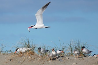 caption: The Puget Sound's Caspian Tern population has been ravaged by H5N1, also known as avian flu.