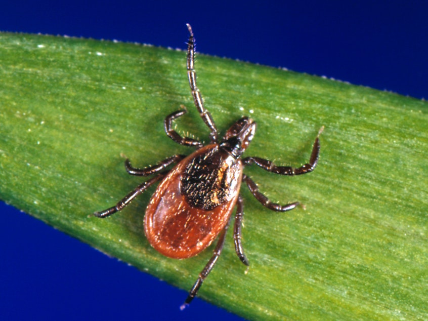 caption: Blacklegged ticks carrying the bacterium that causes Lyme have been found in the coastal chaparrals surrounding California beaches.