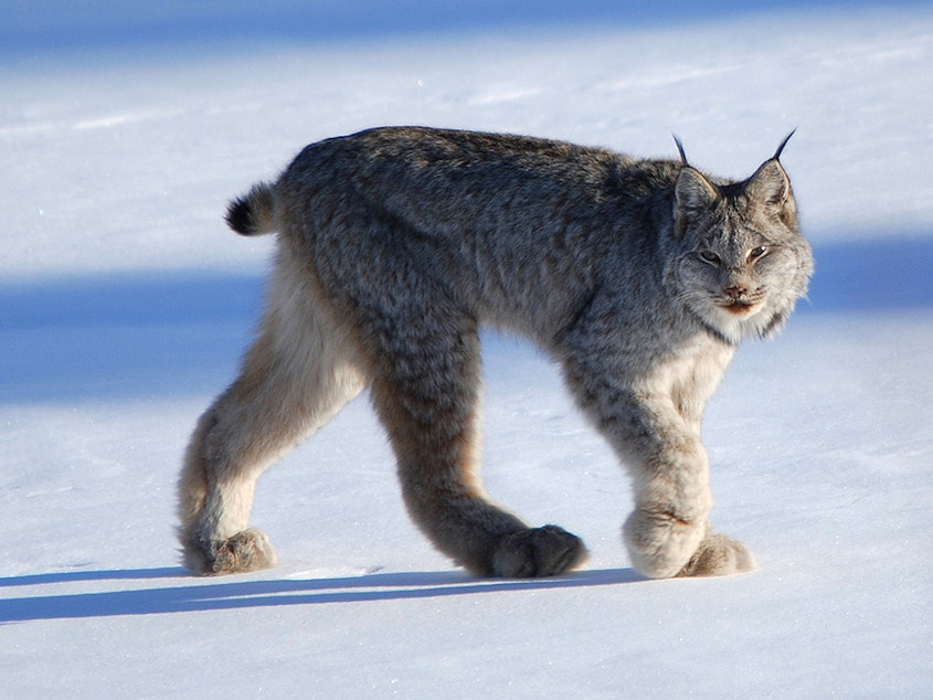 caption: The newly sequenced Canada lynx genome has already offered hints of how the North American wildcat might adapt — or not — to climate change, researchers say.