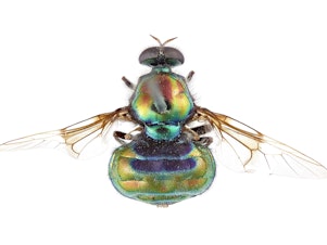 caption: View from above (dorsal view) of the new soldier fly named after RuPaul, <em>Opaluma rupaul</em>.