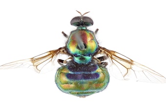caption: View from above (dorsal view) of the new soldier fly named after RuPaul, <em>Opaluma rupaul</em>.