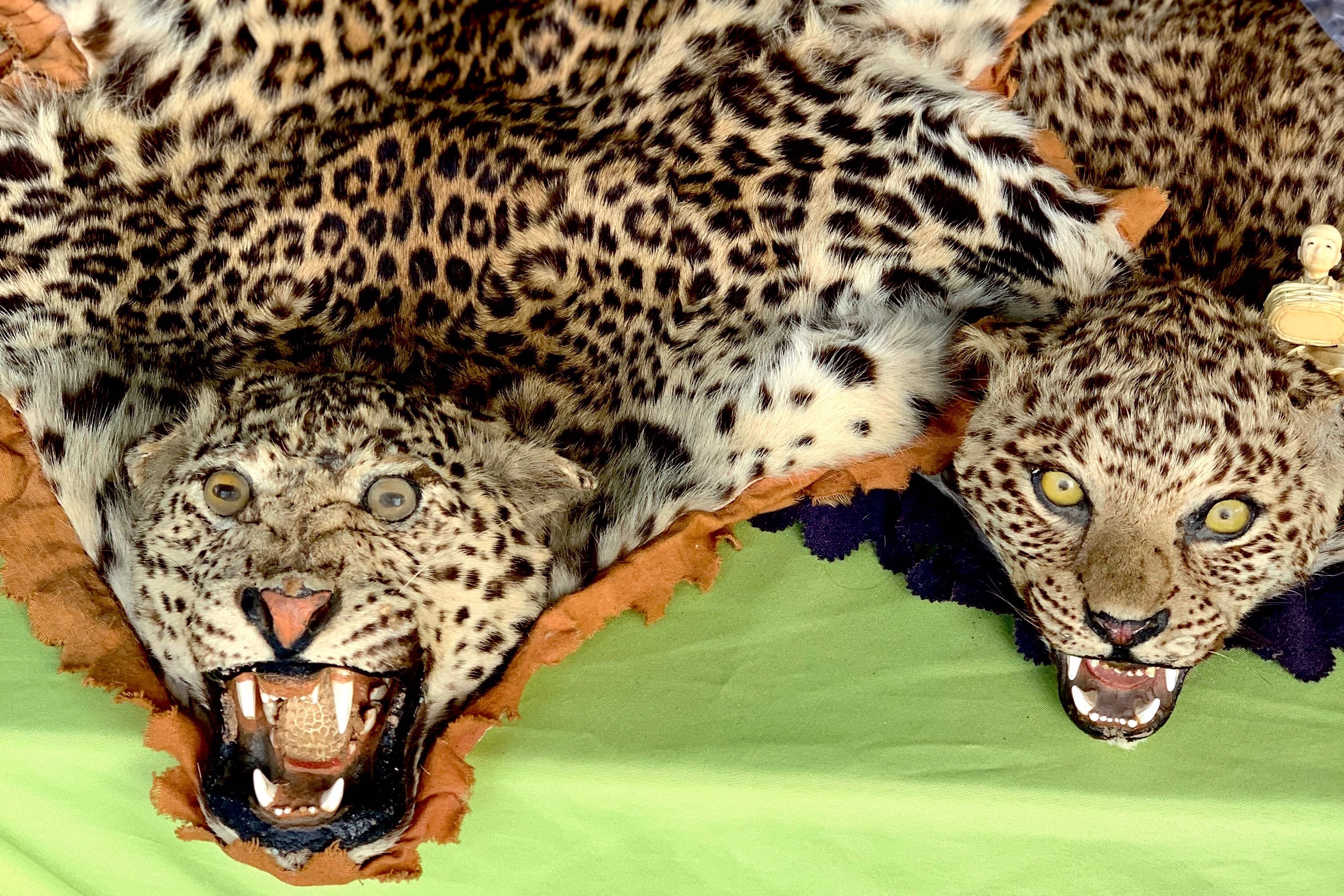 caption: A cheetah rug and a leopard rug that were turned into the Woodland Park Zoo as part of the zoo's 'Toss the Tusk' event. Click through the slideshow of items that were turned in.