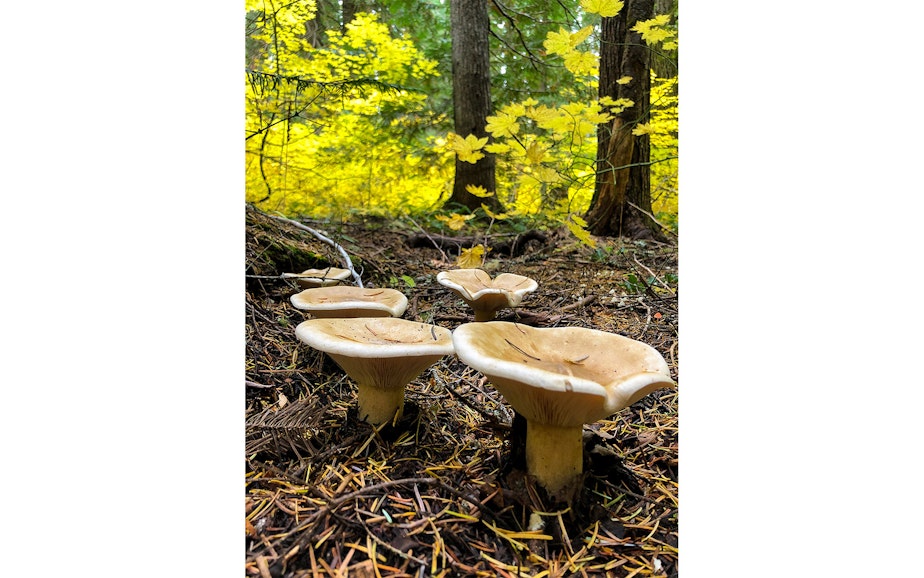 caption: Mushrooms in the Cascades of Washington state during a mushrooming event in mid-October 2019.