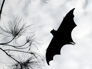 caption: Bats have a seven-octave vocal range. Researchers say, to make their low-frequency calls, bats use the same trick as throat singers and death metal growlers.