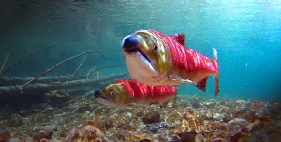 caption: <p>Sockeye salmon.</p>