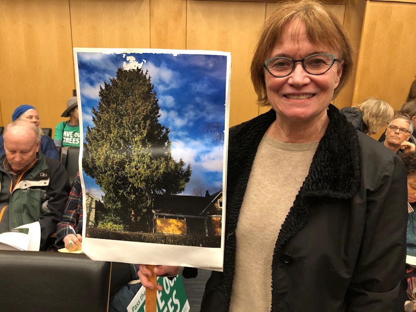 caption: Elizabeth Darrow says "the Greenwood Exceptional Cedar" was saved after extensive neighborhood efforts, but the city code needs to protect big trees in general. 