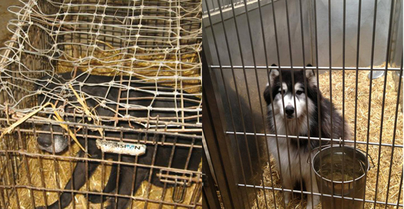 caption: Images posted by two groups at odds over the conditions at the Olympic Animal Sanctuary in Forks, Wash., show starkly different portrayals of life in the shelter.