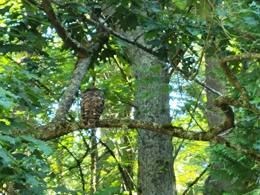 caption: A juvenile Barred Owl sits on a branch next to the Seward Park Audubon Center