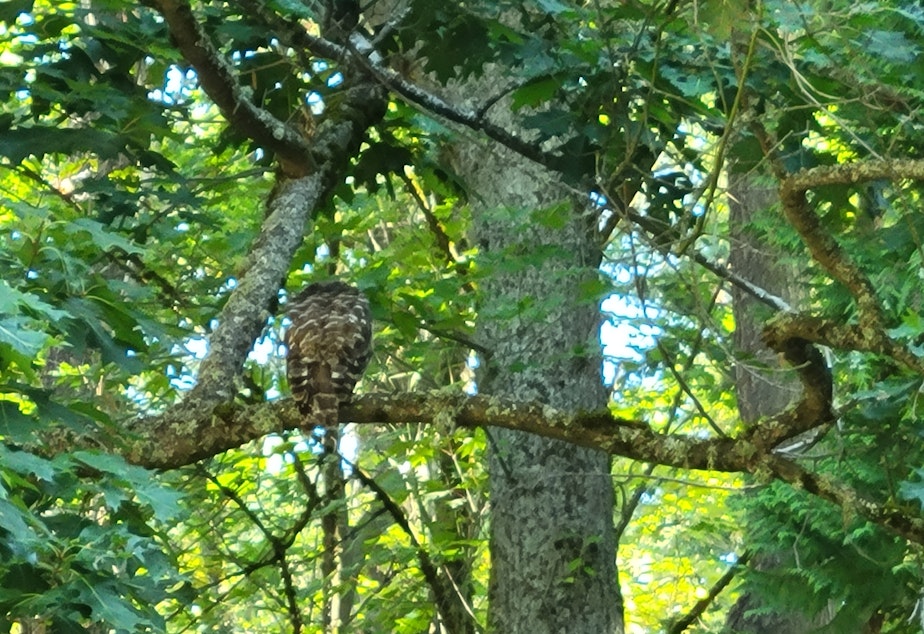 caption: A juvenile Barred Owl sits on a branch next to the Seward Park Audubon Center