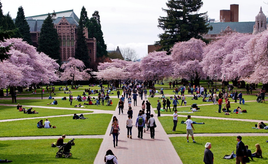 caption: Students enjoy the annual display of cherry tree blossoms on UW's quad.