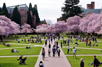 caption: Students enjoy the annual display of cherry tree blossoms on UW's quad. 